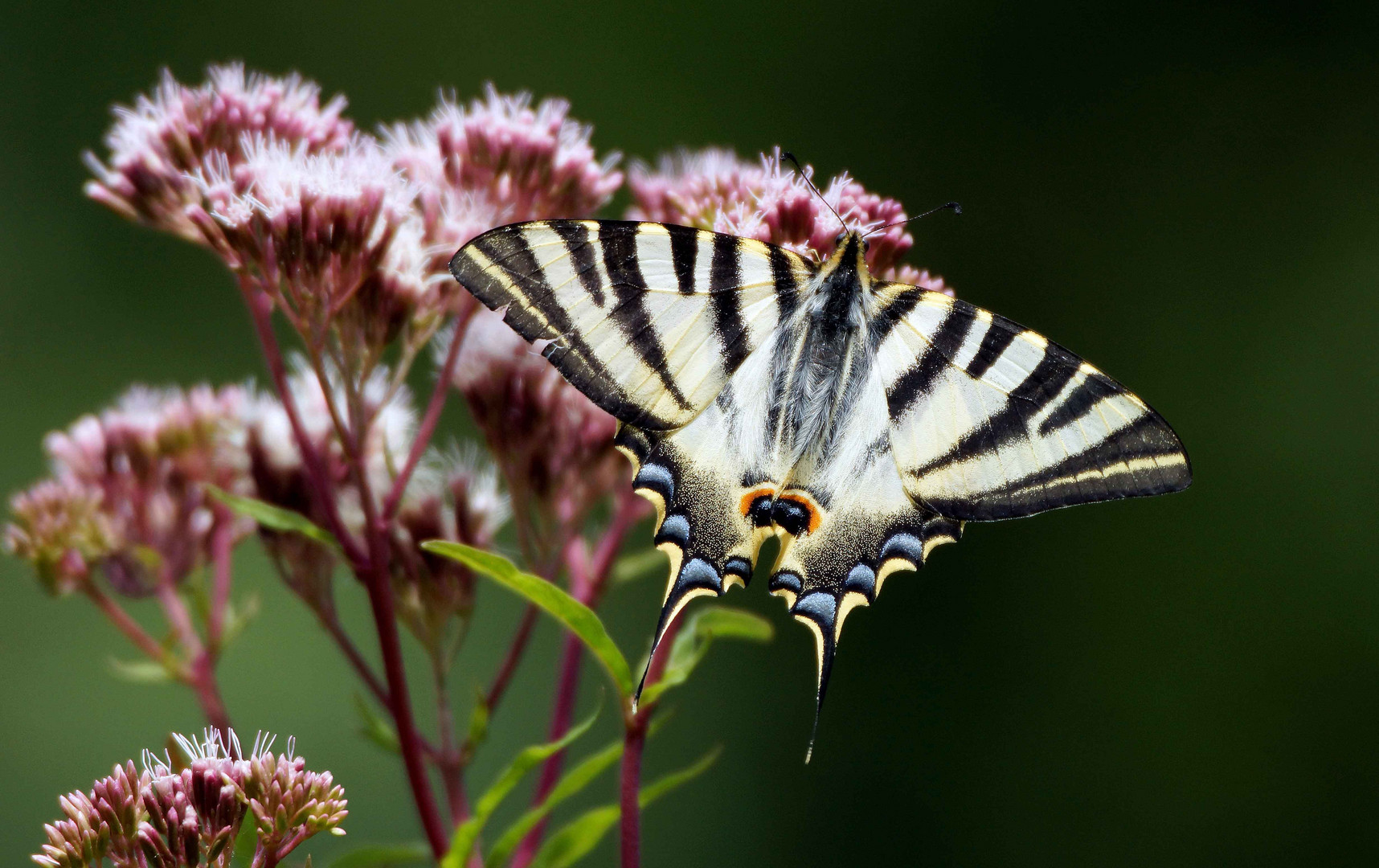 Mariposa 2