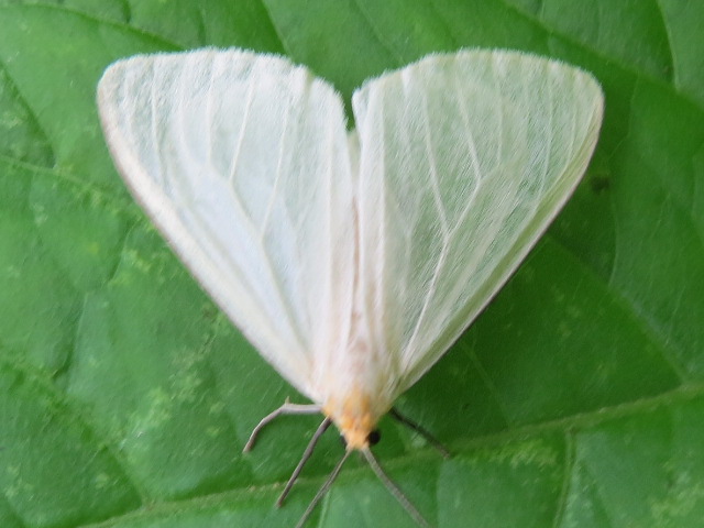 Mariposa 20