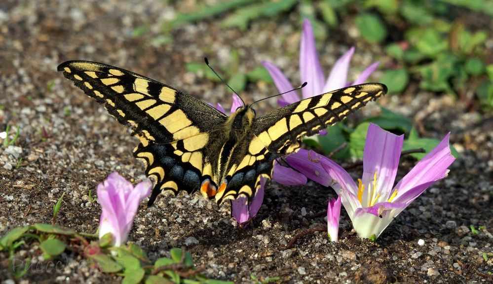 Mariposa Imagen & Foto animales, invertebrados , insectos Fotos de Mariposa Imagen & Foto animales, invertebrados , insectos Fotos de