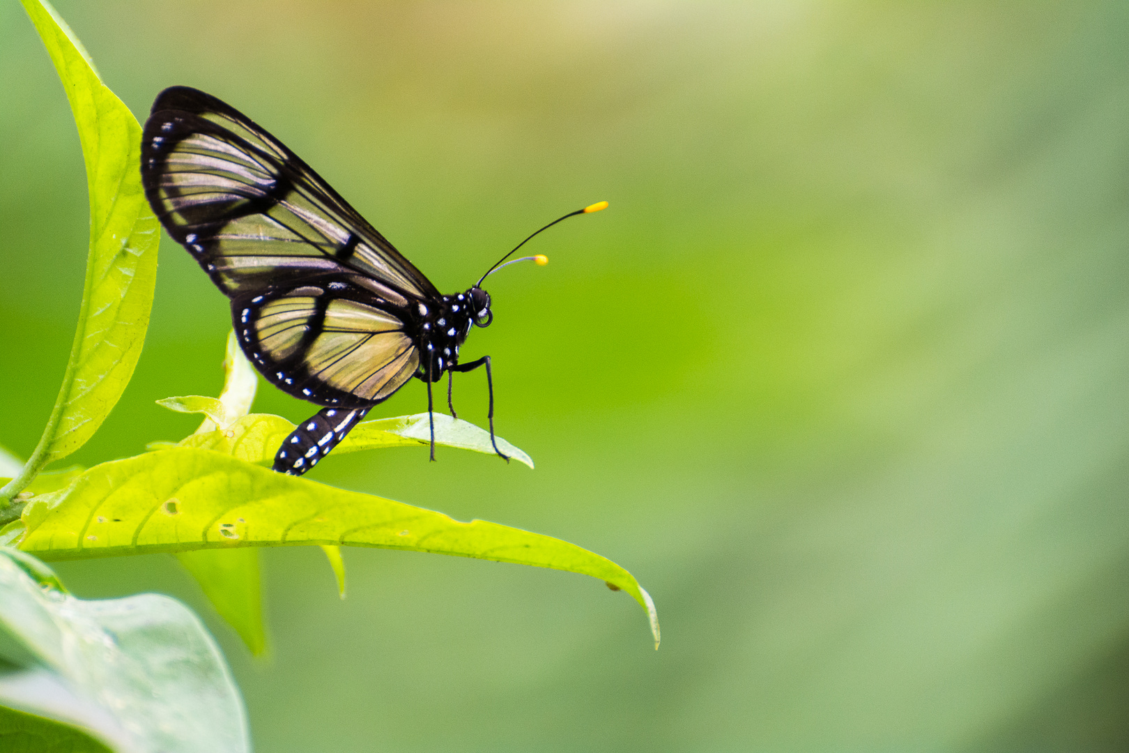 mariposa