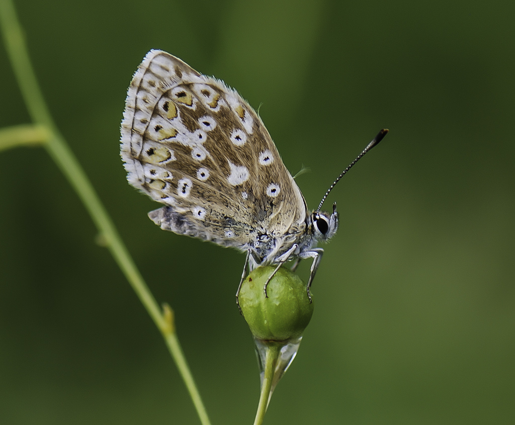 Mariposa