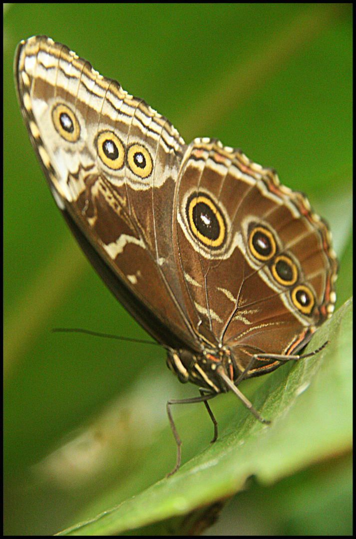 MAriposa