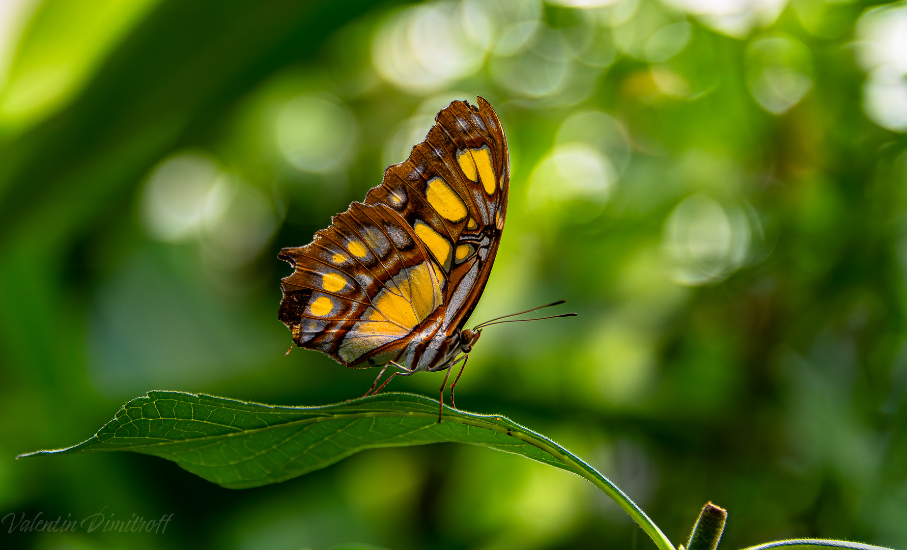 Mariposa photo image natur insekten nature images at photo community