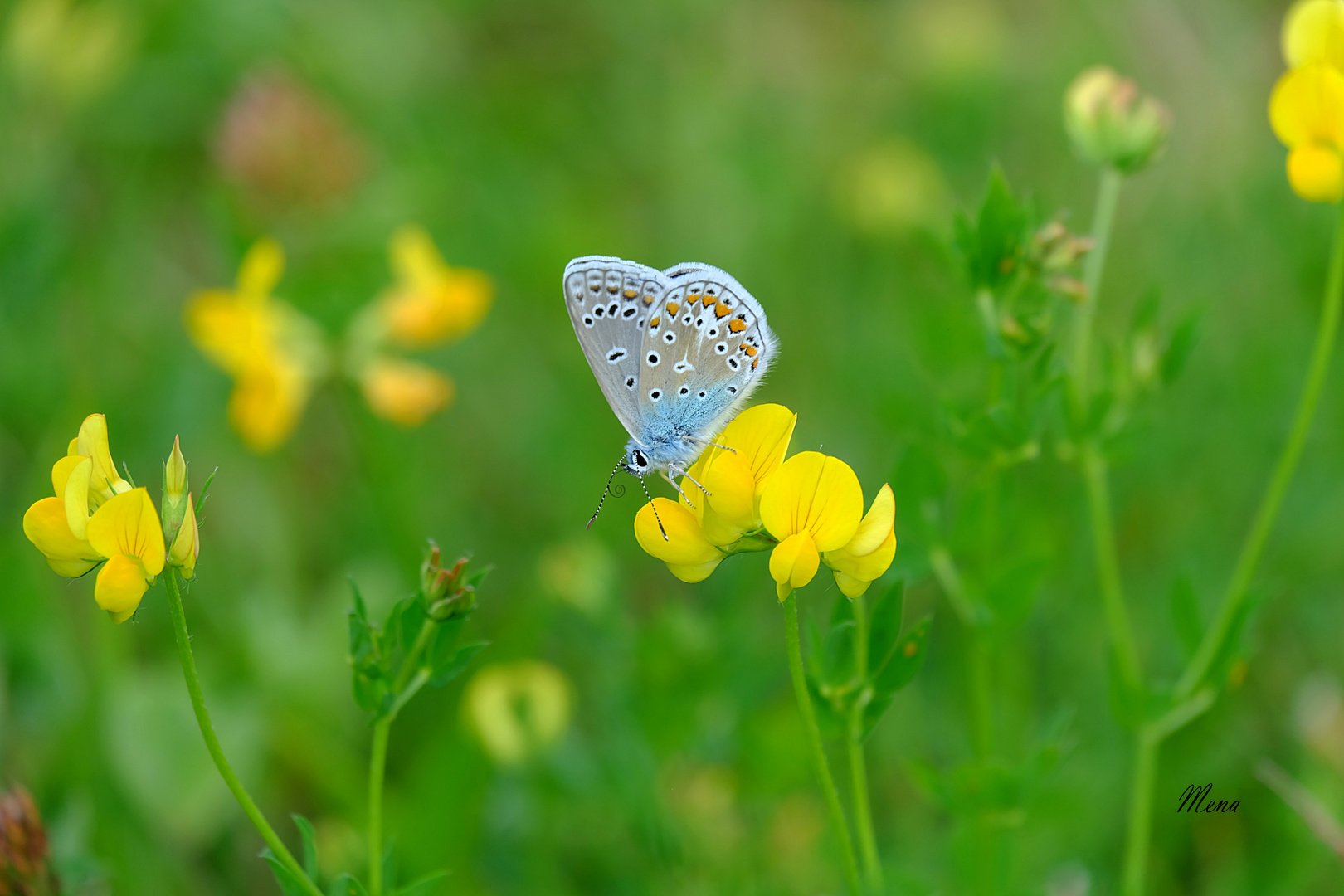     Mariposa