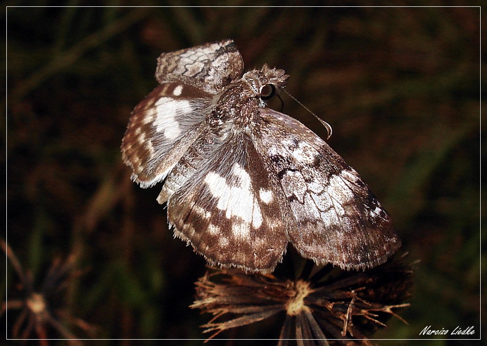 Mariposa