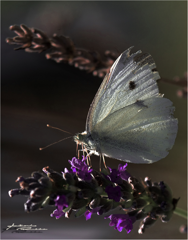 MARIPOSA