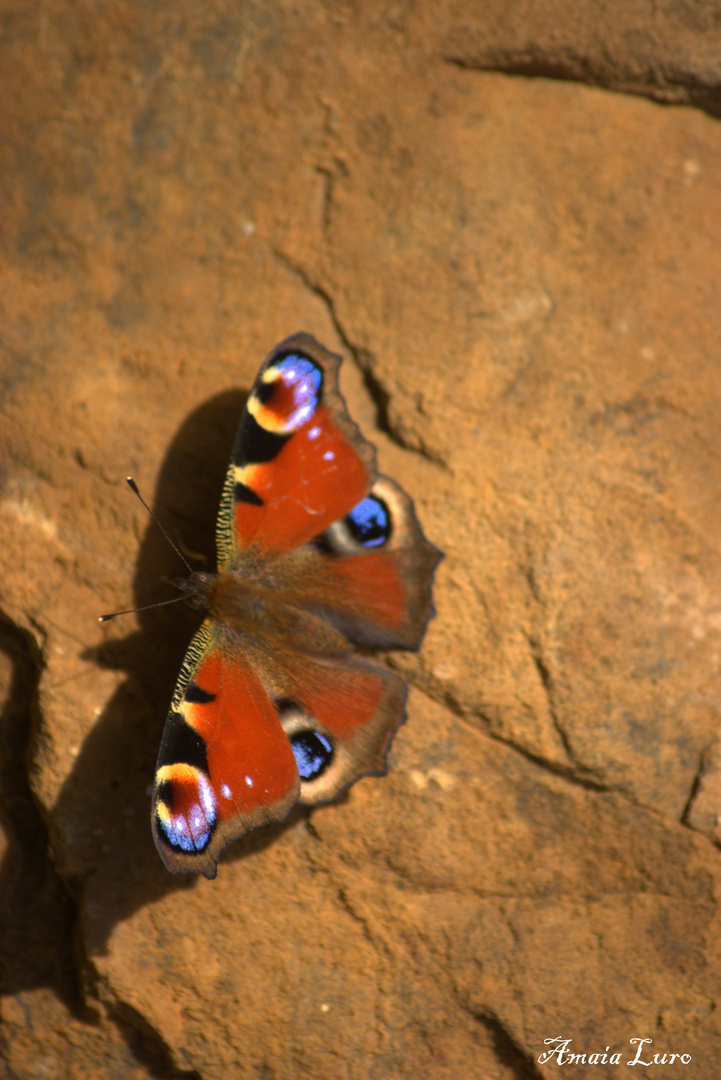 mariposa