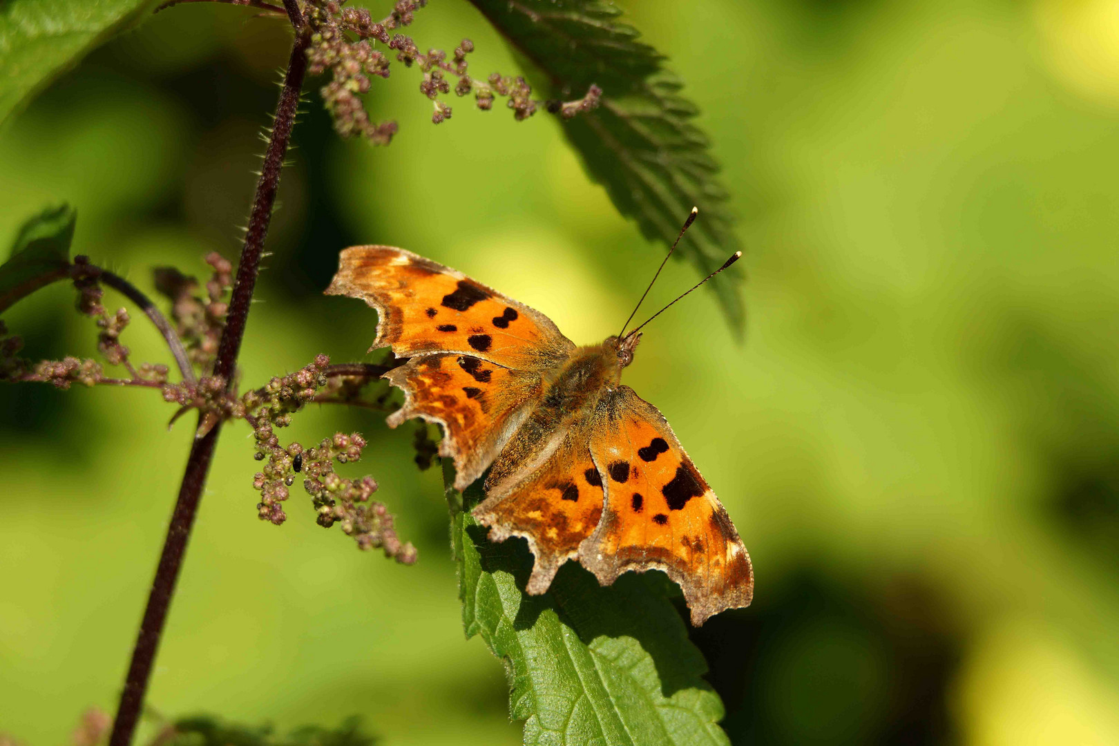 Mariposa "3"