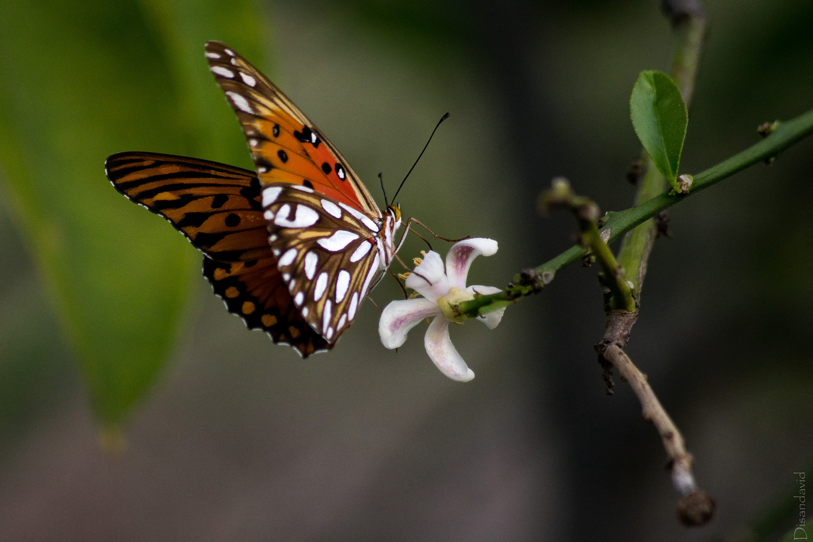 Mariposa