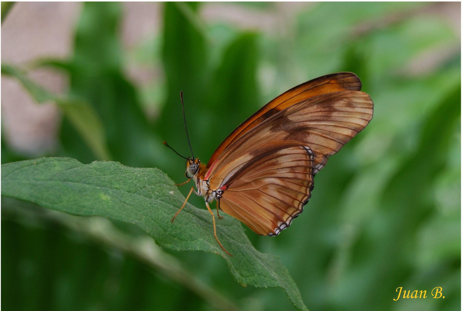 MARIPOSA