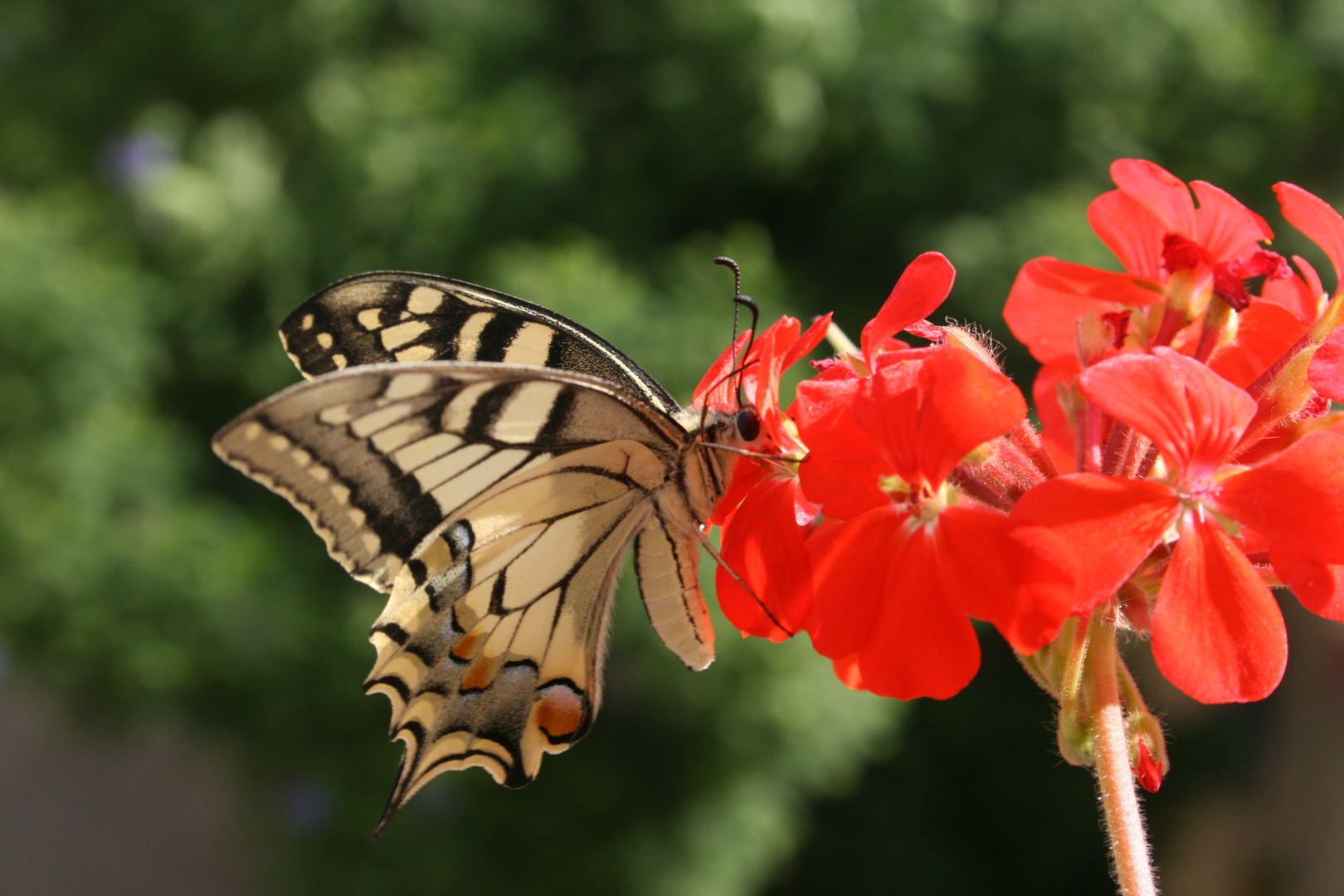 Mariposa