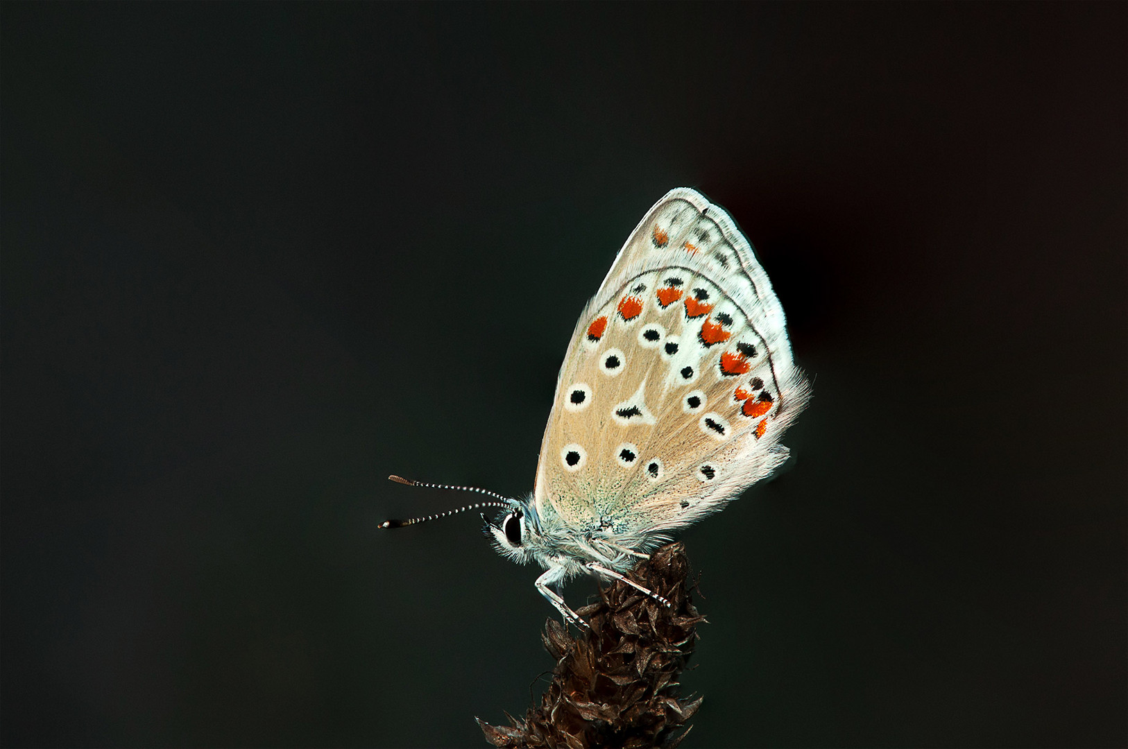 MARIPOSA