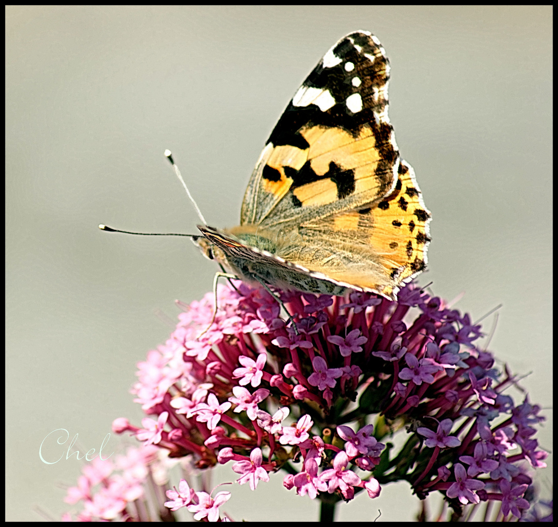 Mariposa