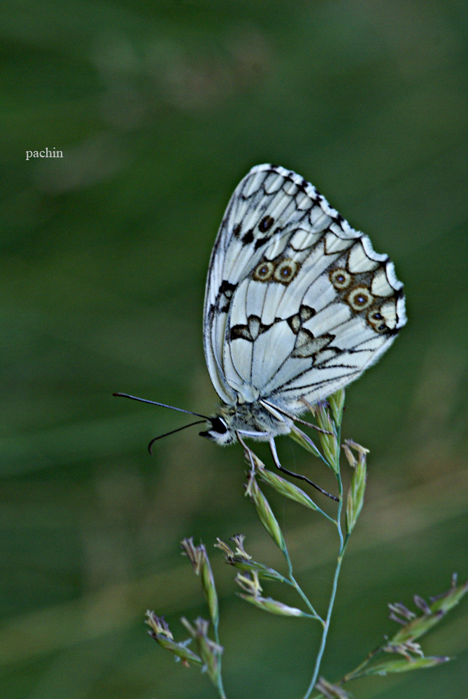 mariposa