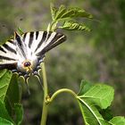 mariposa