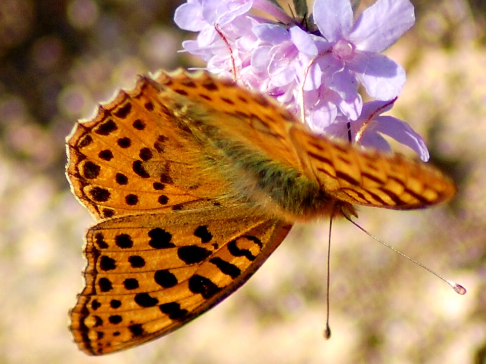 Mariposa