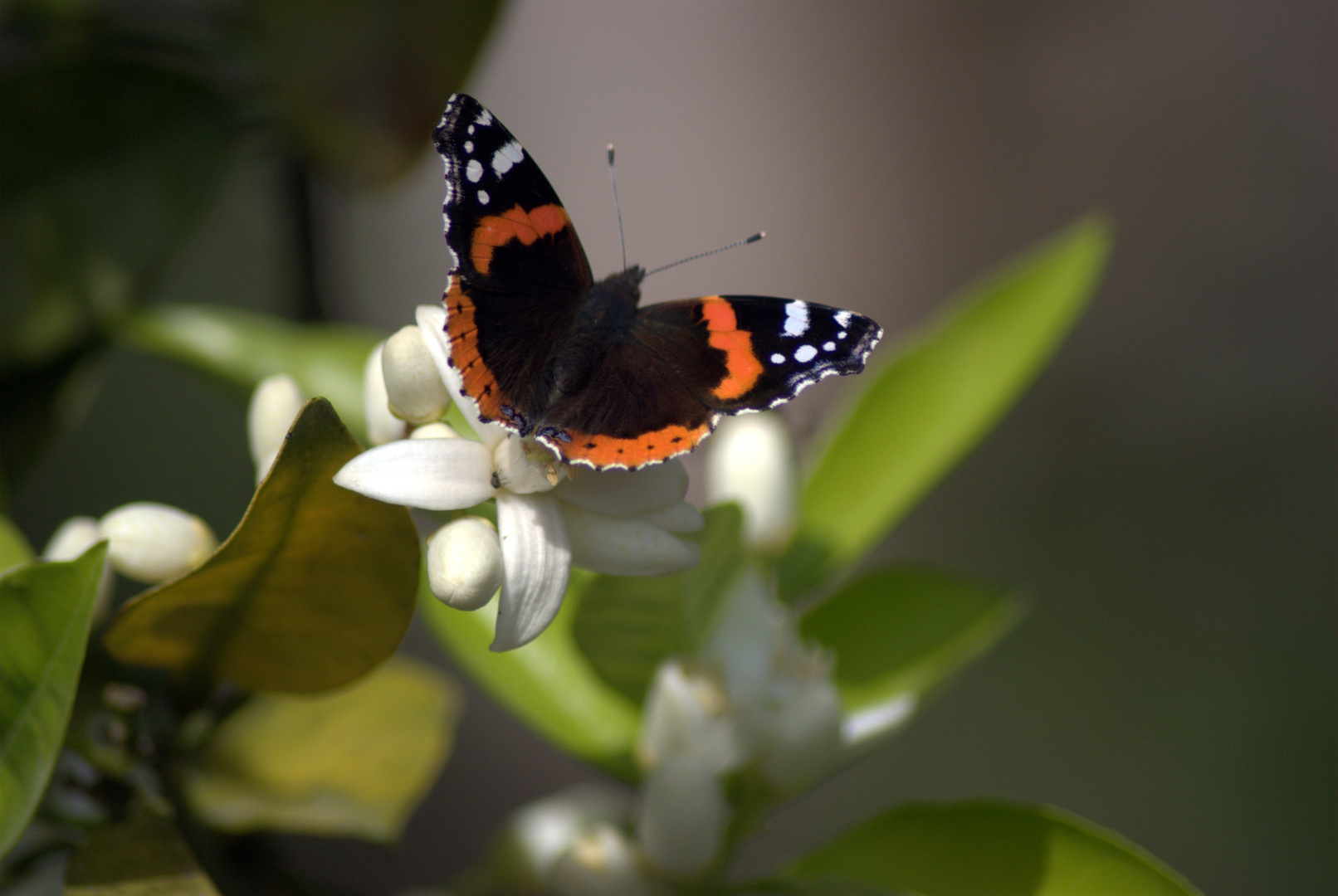 Mariposa