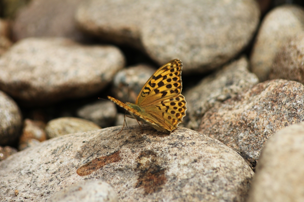 mariposa