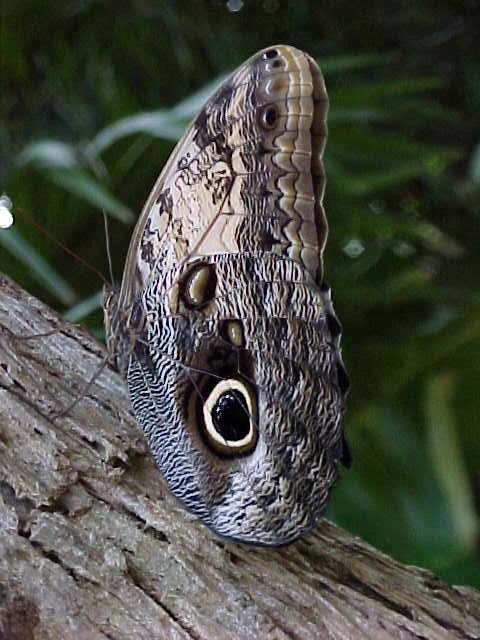 Mariposa