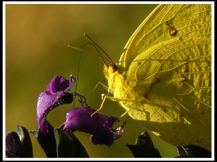 Mariposa