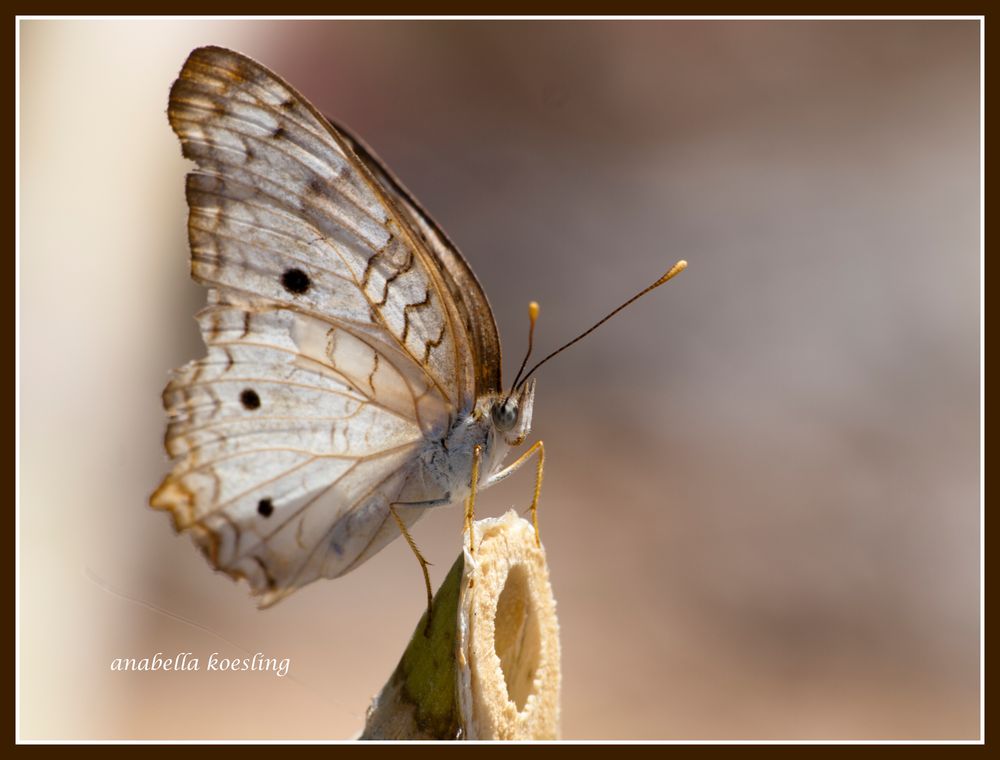 Mariposa