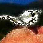 mariposa-5