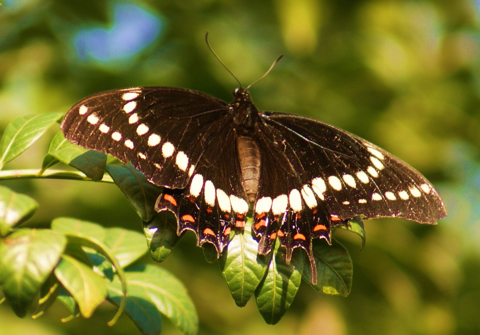 Mariposa