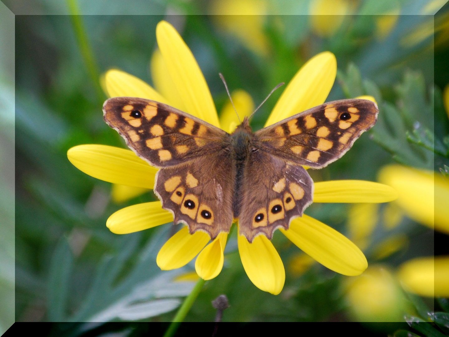 MARIPOSA