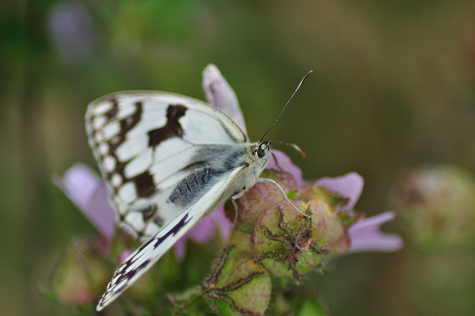 Mariposa