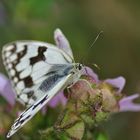 Mariposa