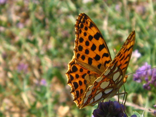 Mariposa