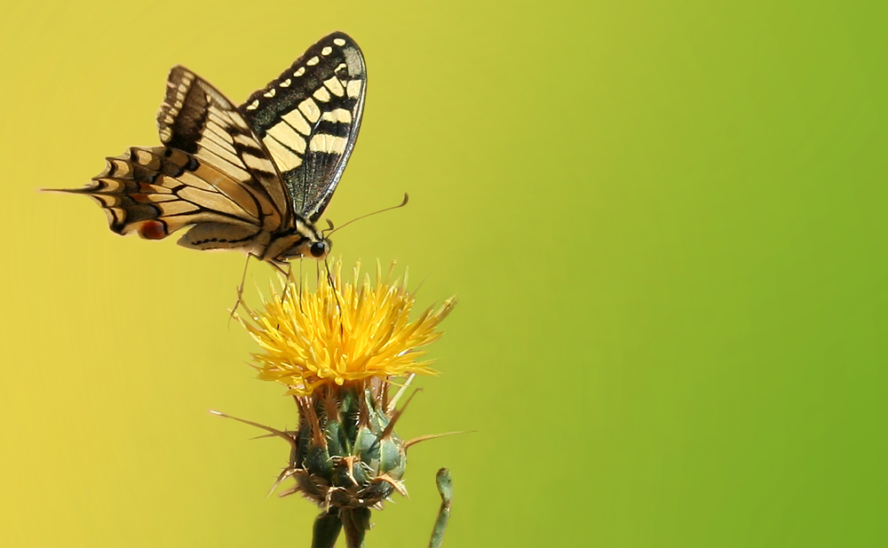 Mariposa