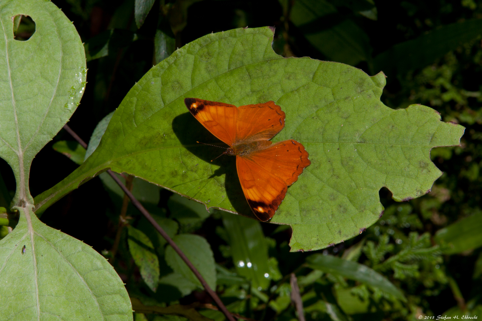 Mariposa