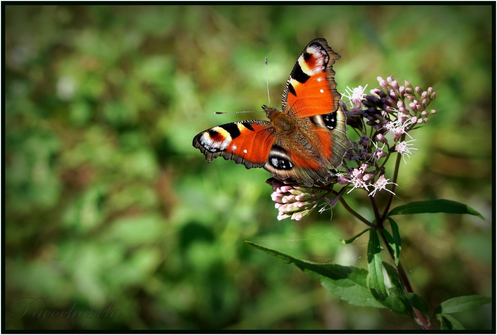 Mariposa.?