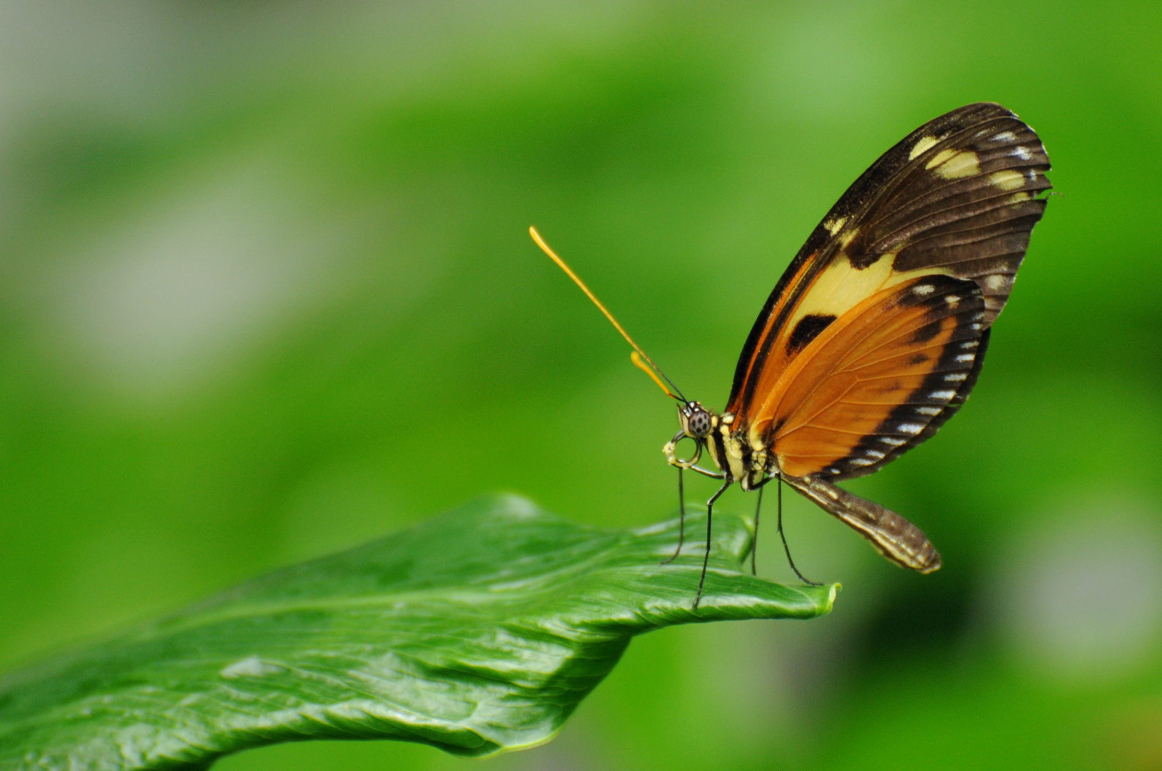 mariposa