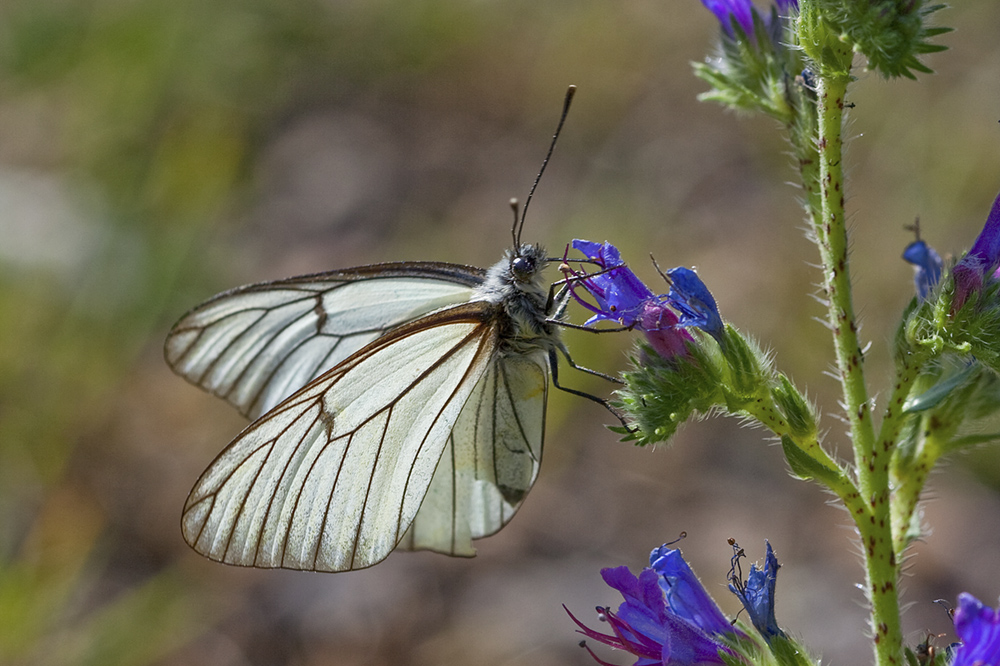 Mariposa