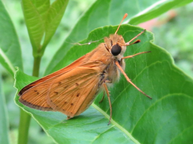 Mariposa 6