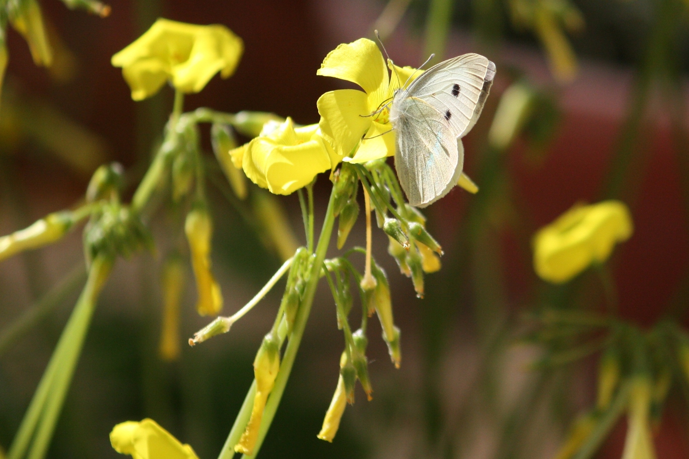 mariposa