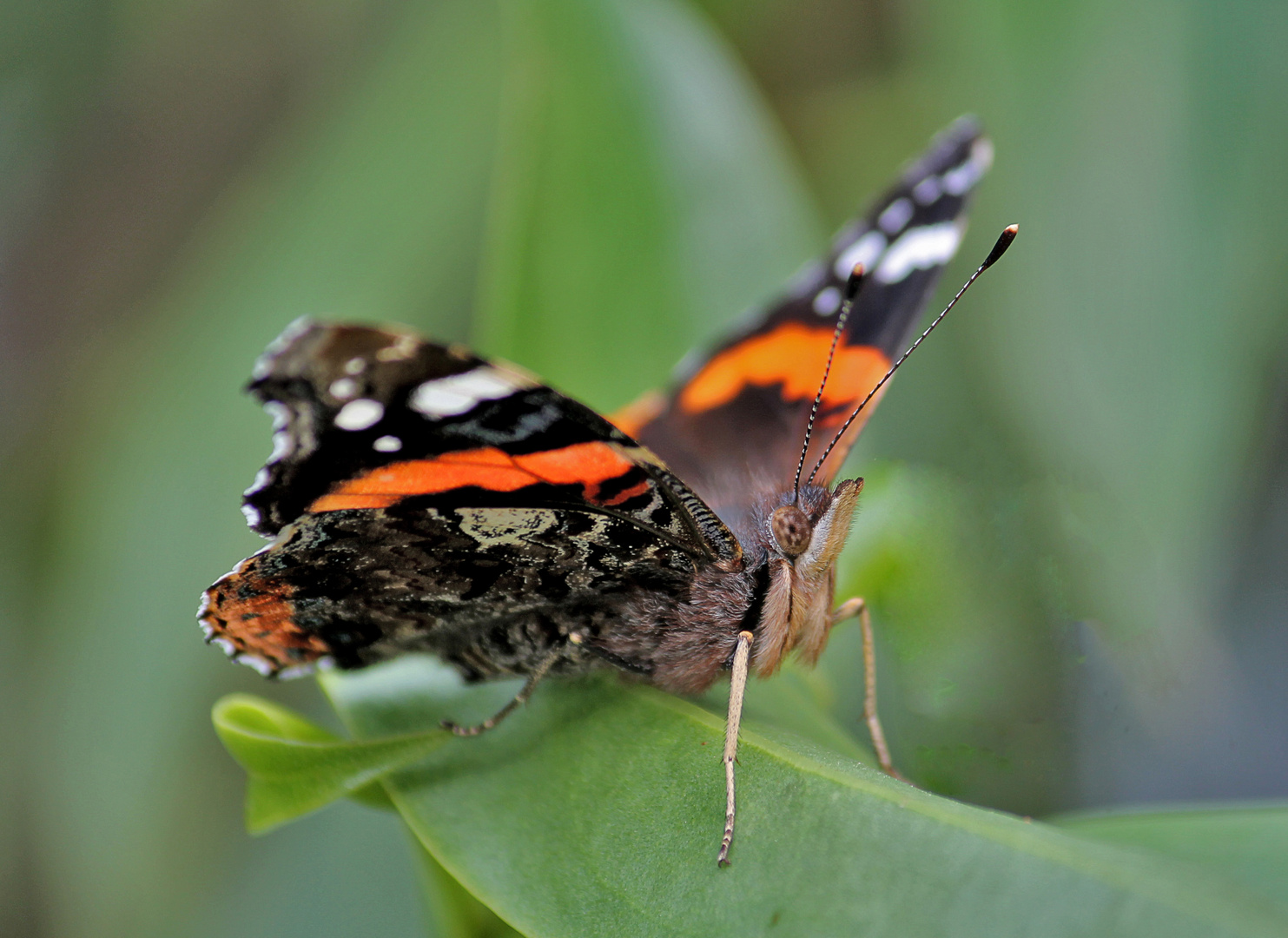 Mariposa