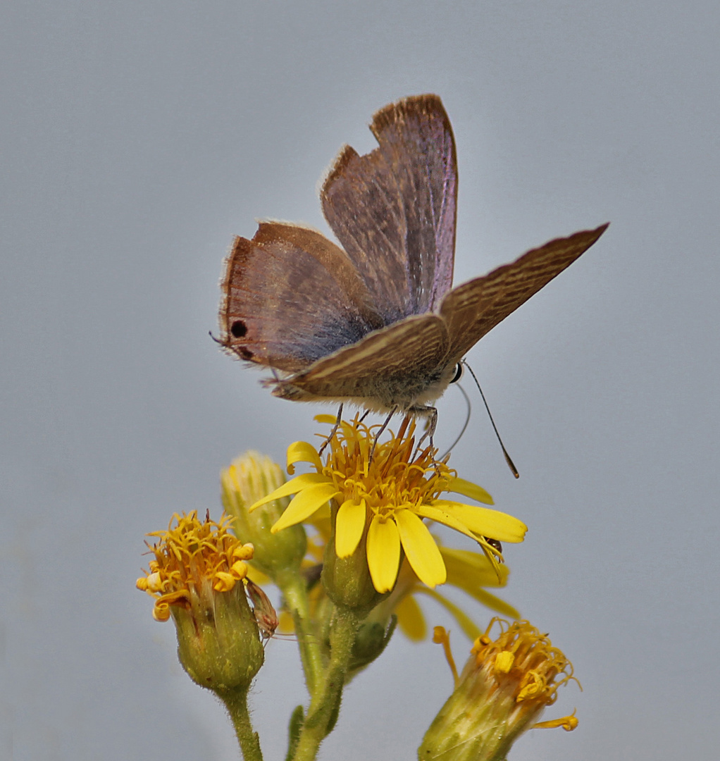 Mariposa