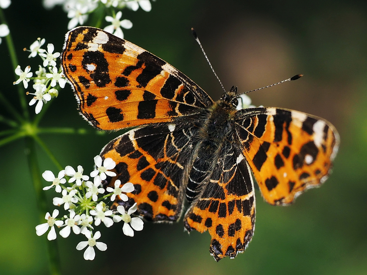 Mariposa