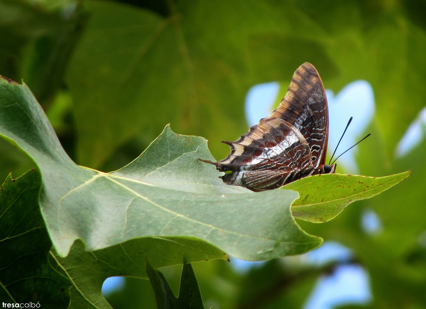 mariposa