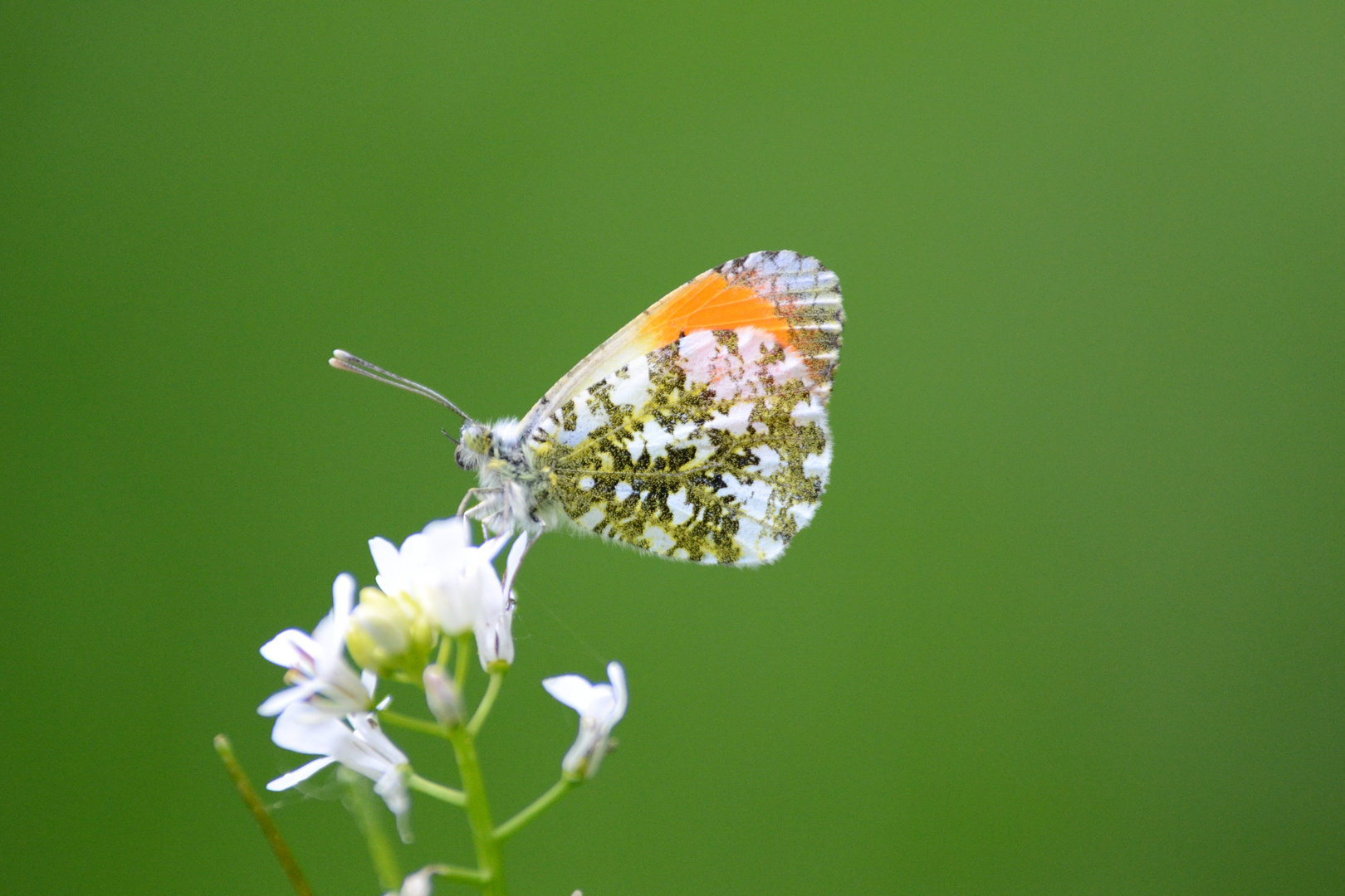 Mariposa