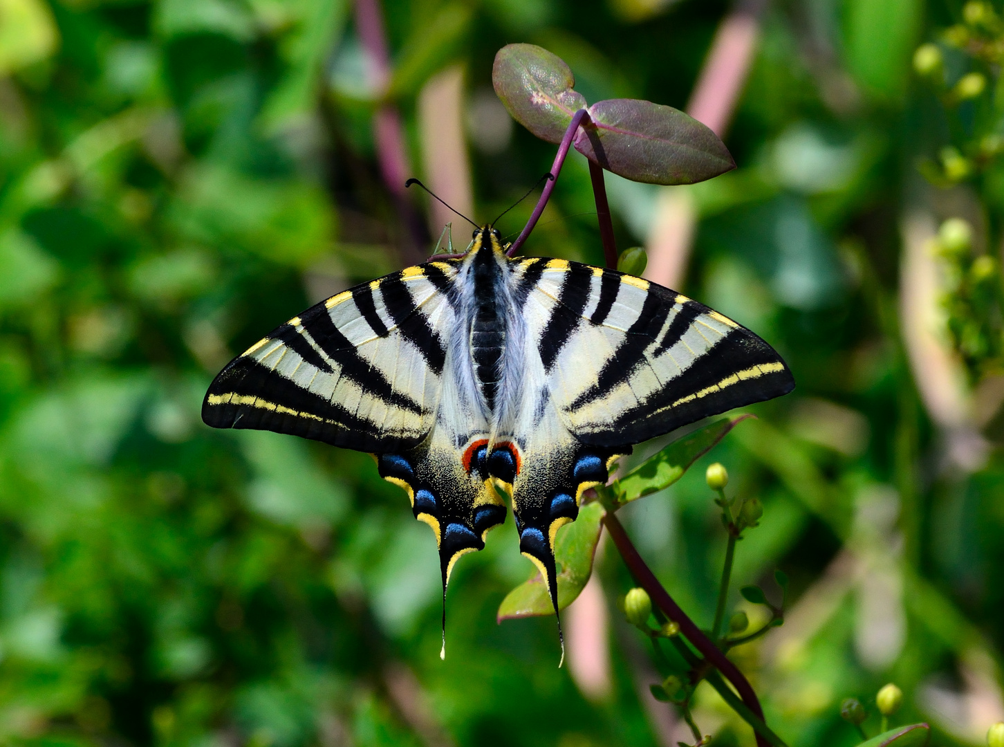 mariposa