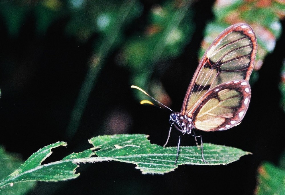 Mariposa