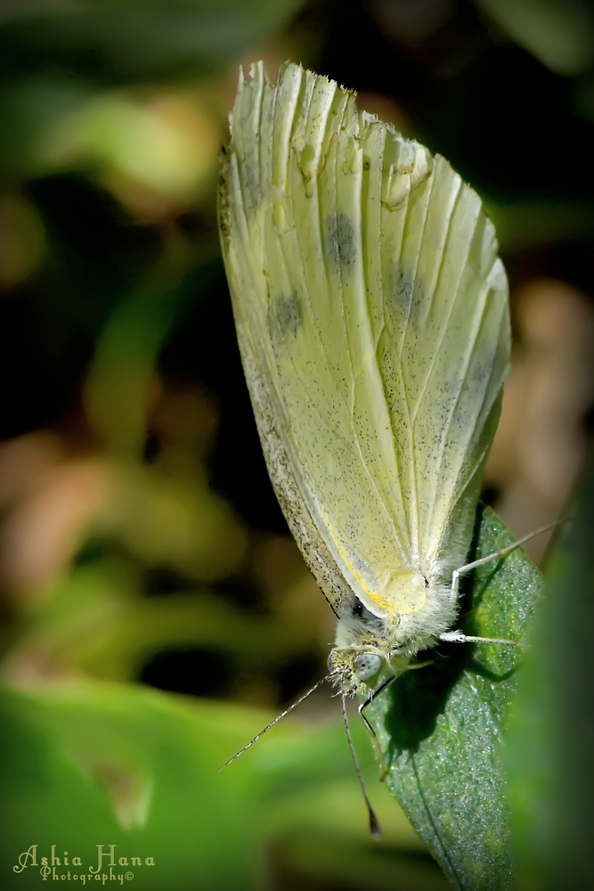 Mariposa