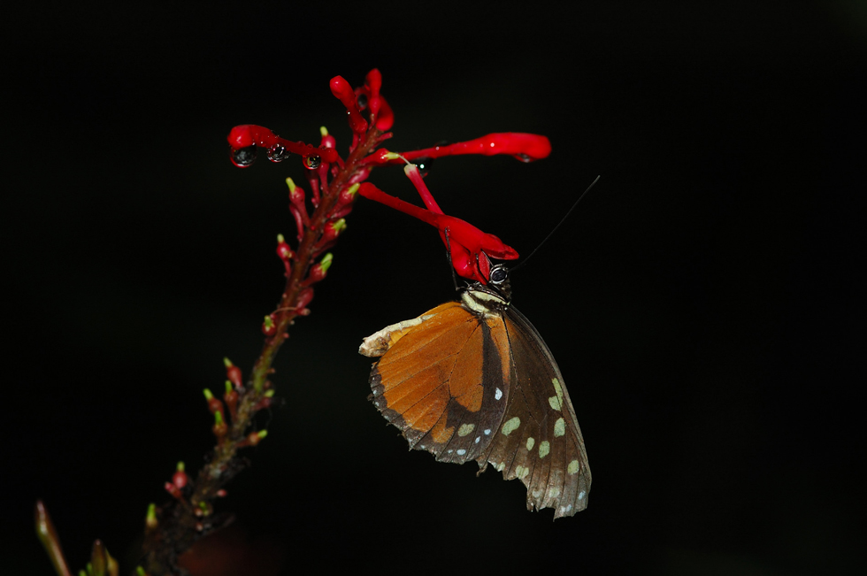 mariposa