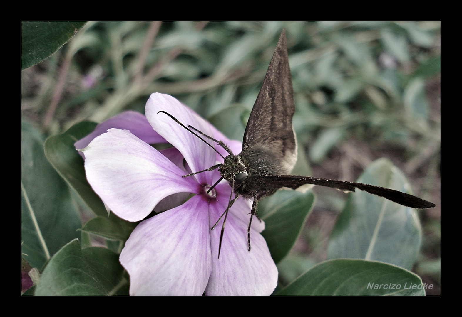 Mariposa