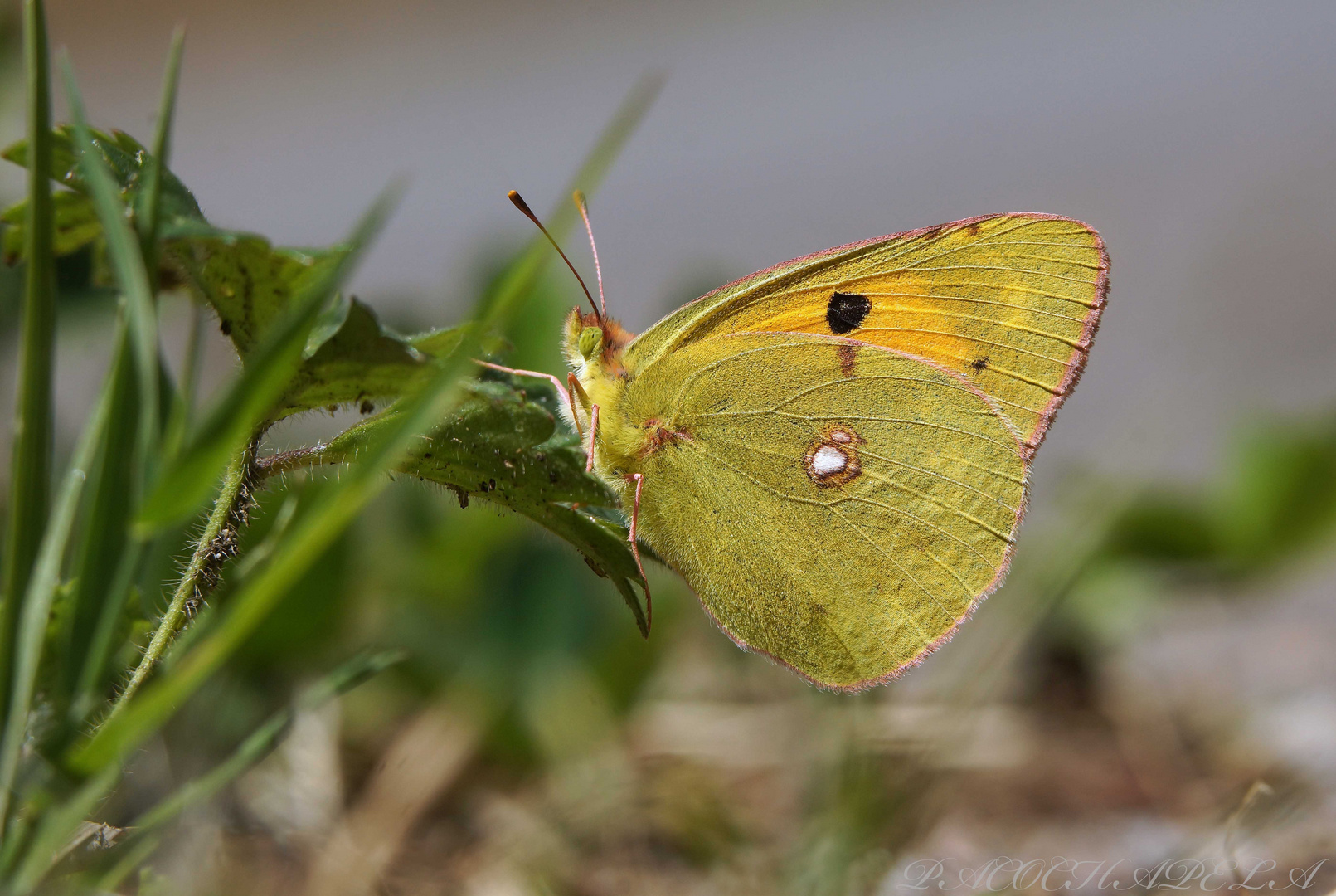 Mariposa