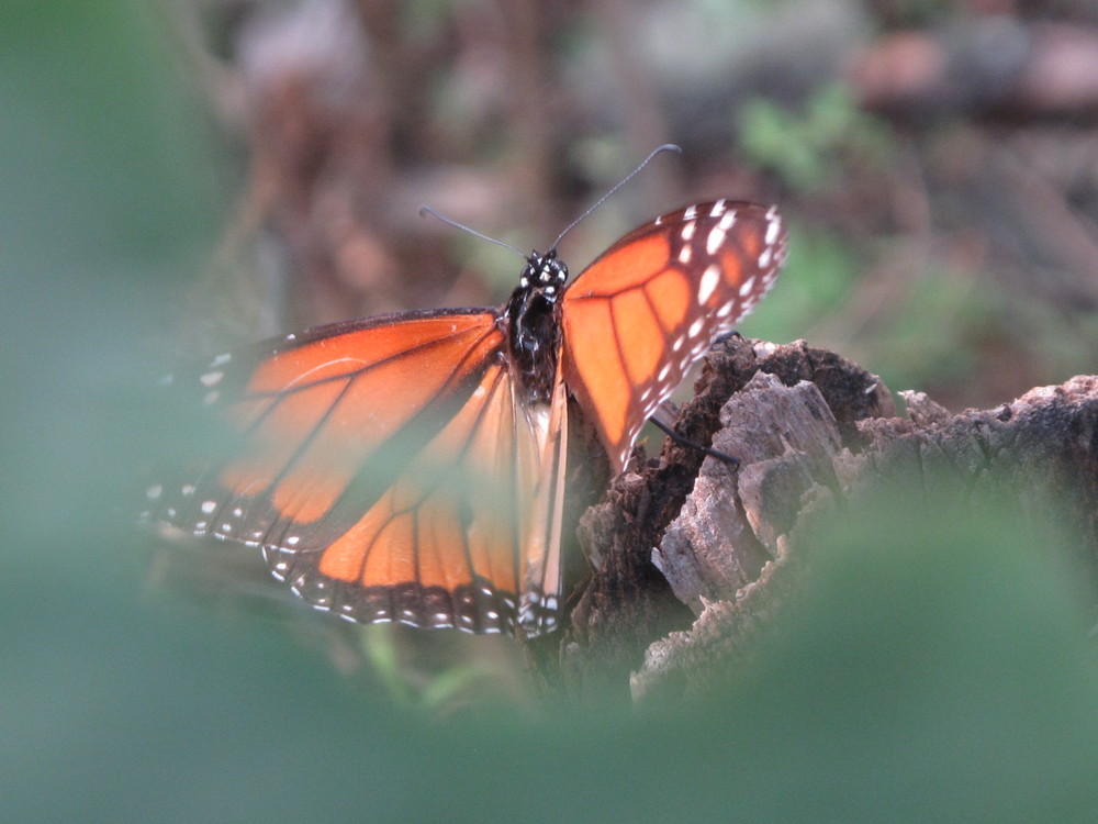 Mariposa